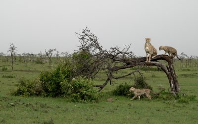 Cheetah family play in a tree – Maasai Mara 2024