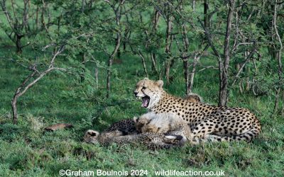 Cheetah grooms her four month old cubs  – Maasai Mara 2024