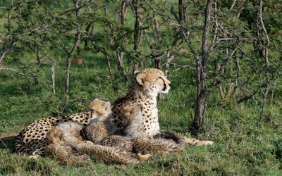 Cheetah nurses her four month old cubs – Maasai Mara 2024