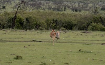 Cheetah takes down an Impala – Maasai Mara 2024