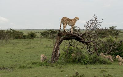 Cheetah climbs a tree to look for prey – Maasai Mara 2024