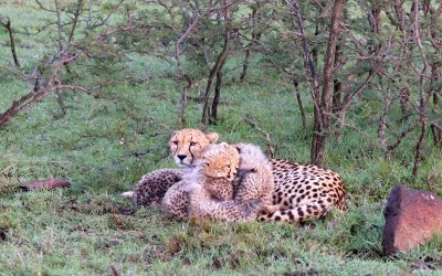 Cheetah with four, four month old cubs – Maasai Mara 2024