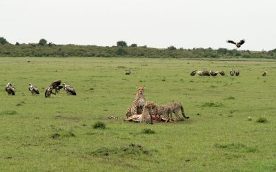 Cheetahs on an Impala kill are joined by lots of vultures – Maasai Mara 2024