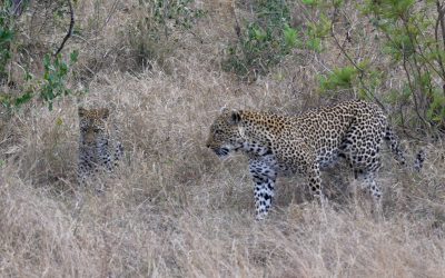 Leopard and her cub – South Africa 2023