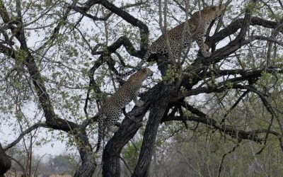 A Leopard and her young cub play in a tree – South Africa 2023