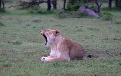 Lioness after the storm – Maasai Mara 2024