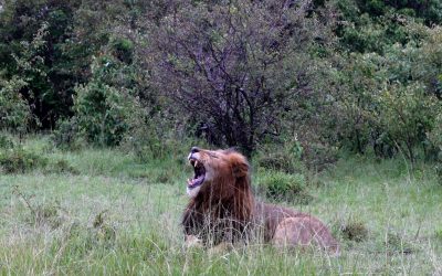 Magnificent male lion in the rain – Maasai Mara 2024