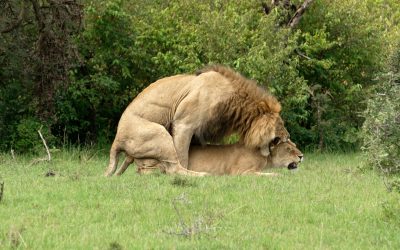 Magnificent mating lions – Maasai Mara 2024