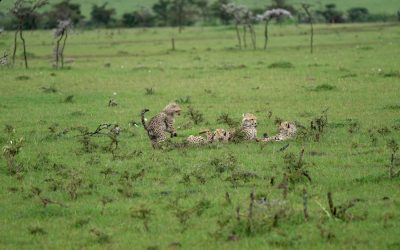 Playful young cheetah cubs – Maasai Mara 2024