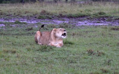 Roaring lioness – Maasai Mara 2024