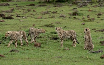 Very playful Cheetah cubs – Maasai Mara 2024