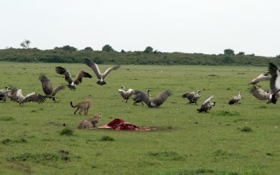 Vultures take over an Impala carcass from cheetahs – Maasai Mara 2024