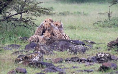 A cheetah family on a chilly morning