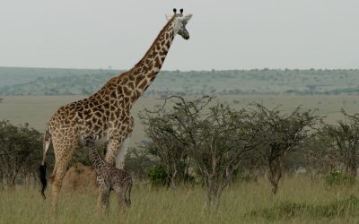 A newly born giraffe – Maasai Mara 2024