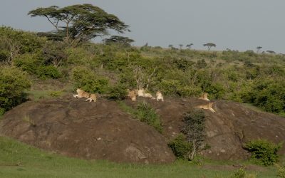 A pride of lions on a rocky outcrop – Maasai Mara 2024