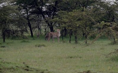 Cheetah and cubs walk through the acacia forest – Maasai Mara 2024