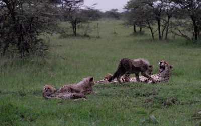 Cheetah and her four, four month old cubs – Maasai Mara 2024