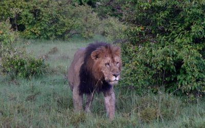 Fabulous male lion – Maasai Mara 2024