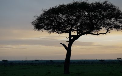 Leopard climbs a tree at sunset – Maasai Mara
