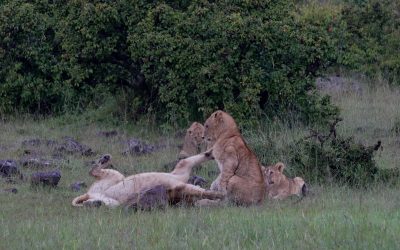 Lion cubs fool around