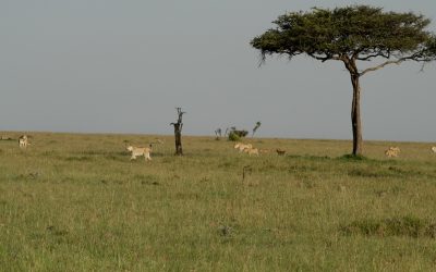 Lion pride crosses the open plain – Maasai Mara 2024