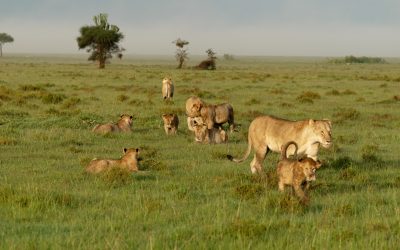 Lion pride in glorious early morning light – Maasai Mara 2024
