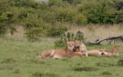 Lioness with small cubs – Maasai Mara 2024