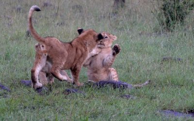 Lion cubs at play – Maasai Mara 2024