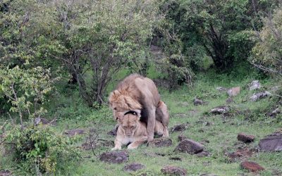 Lions mating – Maasai Mara 2024