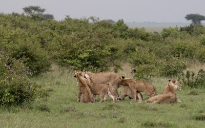 Time with a pride of lions – Maasai Mara 2024