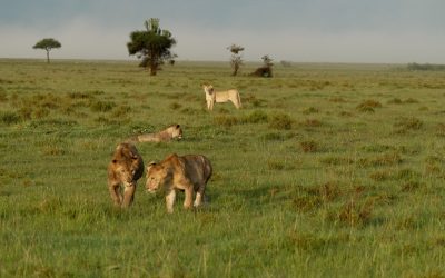With a pride of lions in the Maasai Mara – Maasai Mara 2024