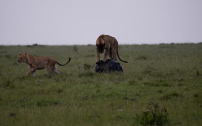Young Lions fool around on a rock – Maasai Mara 2024