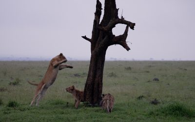 Young Lions play around a tree – Maasai Mara 2024