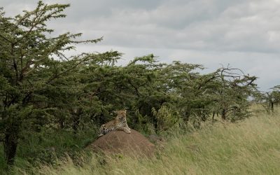 A lovely female leopard on a windy day – Maasai Mara 2024