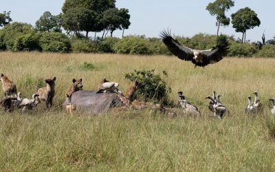 Lioness battles hyenas, jackals and vultures over a hippo carcass – Maasai Mara 2024