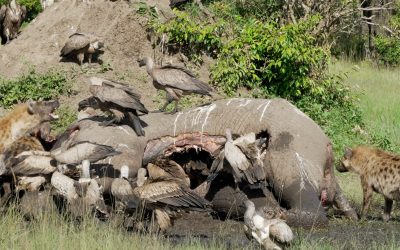 Hyenas and vultures battle over an elephant carcass – Maasai Mara 2024