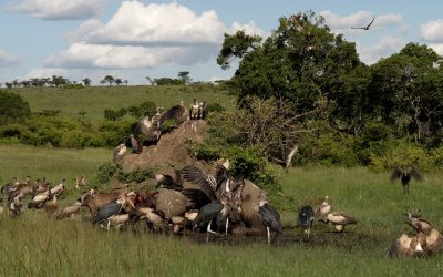 Hyenas, vultures and marabou storks on an elephant carcass – Maasai Mara 2024