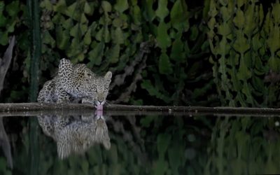 A beautiful Leopard cub arrives for a drink – Mana Pools, Zimbabwe 2024