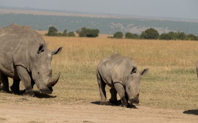 A crash of white rhino on the move – Laikipia, Kenya 2024