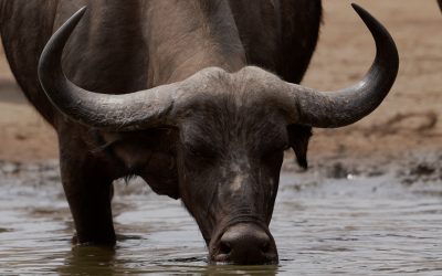 Cape Buffalo head for a waterhole and a welcome drink – Mana Pools, Zimbabwe 2024