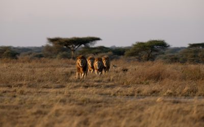 Four impressive male lions – Serengeti, Tanzania 2024