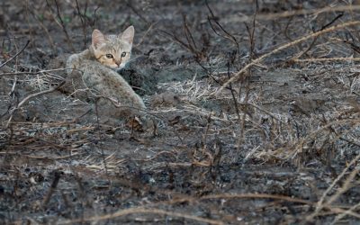 Gorgeous African Wild Cat kittens – Ngorgongoro Conservation Area, Tanzania 2024