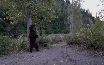 Grizzly Bear has a good scratch – Nakina River, British Columbia 2024