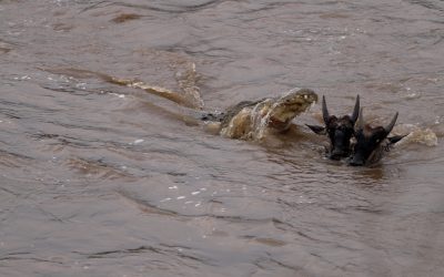 Huge crocodiles attack Wildebeest in the Mara River – Serengeti, Tanzania 2024