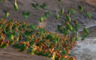 Large flocks of Lilian’s Lovebirds – Mana Pools, Zimbabwe 2024