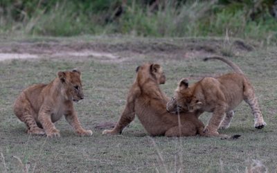 Lion cubs in a playful mood – Serengeti, Tanzania 2024