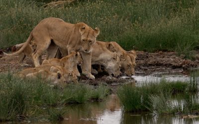 Lion pride heads for a drink – Tanzania, 2024