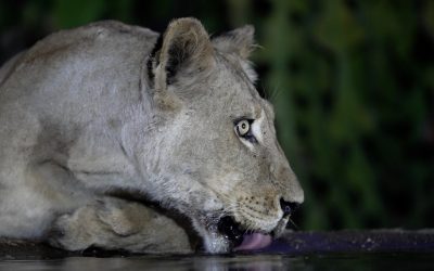 Lioness drinking at a waterhole – Mana Pools, Zimbabwe 2024