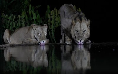 Lions enjoying a drink at a waterhole – Mana Pools, Zimbabwe 2024