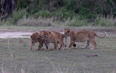 Playful lion cubs have fun with a stick – Serengeti, 2024